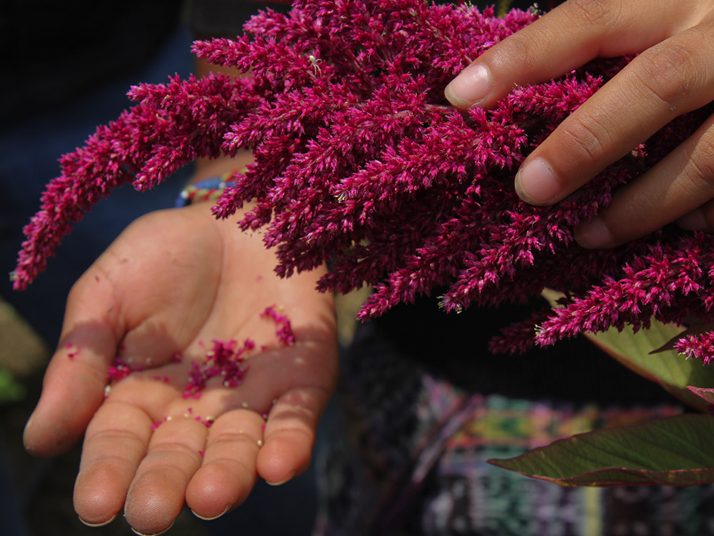 Amaranth seeds at Nueva Esperanza is a school located in Rabinal, Guatemala